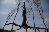 Elevazione, Giuseppe Penone (Igor Marotti)