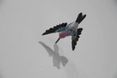 10 Hummingbirds, Efrain Almeida (divulgao)