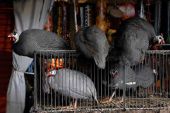 Gaiolas, Andr� Gardenberg (Andr� Gardenberg)